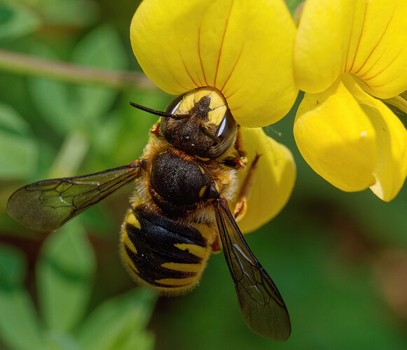 european wool carder bee lake musconetcong P1269515_DxO