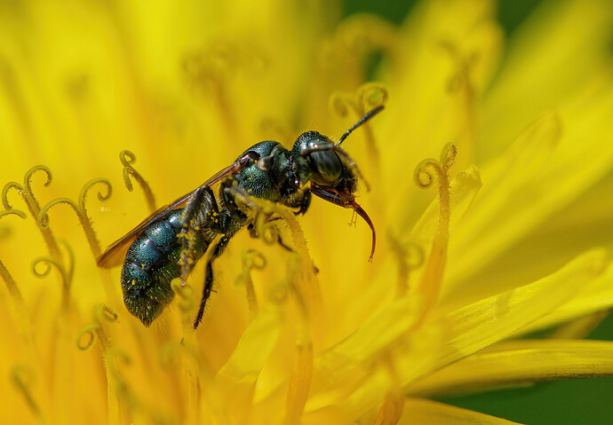 small carpenter bee dandelion P1214021_DxO_2