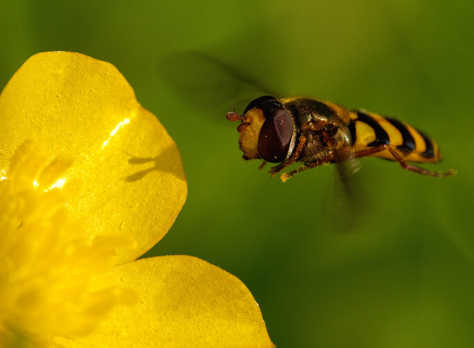 hoverfly buttercup P1225954_DxO