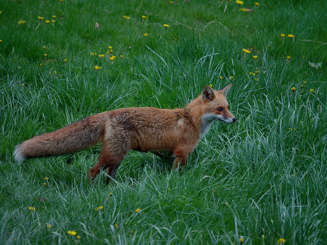 fox P1175236_DxO