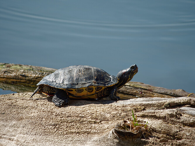 turtle black river pond P1162414_DxO