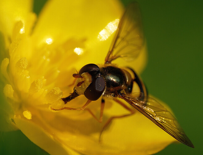 hoverfly buttercup P1226034_DxO