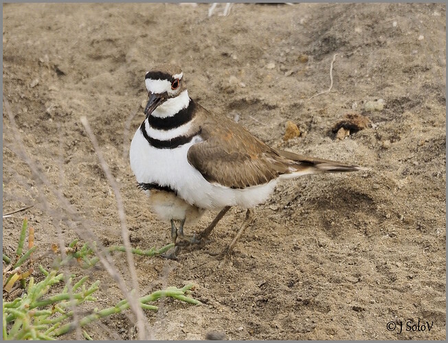 Kildeer-Shelter-Chick-crp-MD