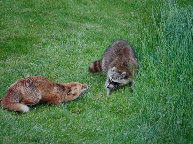 fox vs raccoon P1228240_DxO