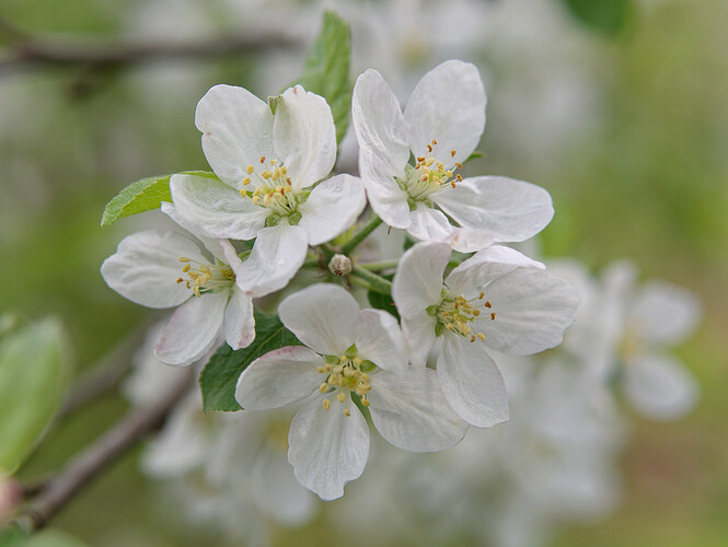 pear blossoms P1010234_DxO