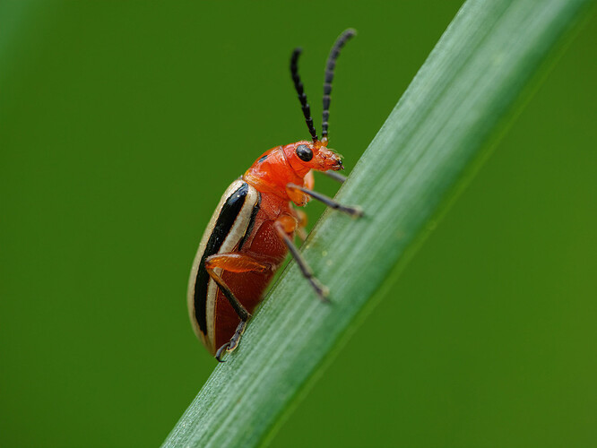 potato beetle P1212382_DxO