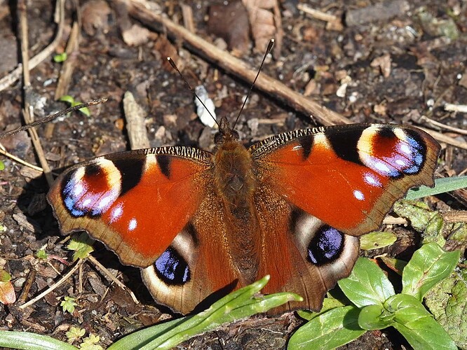 Butterfly - Peacock 230403