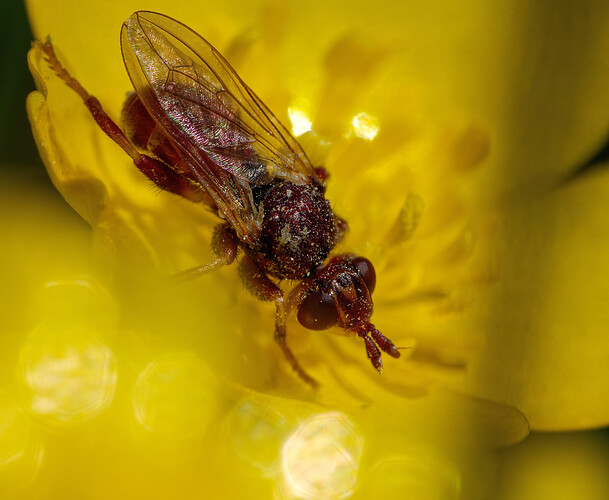 fly buttercup P1228489_DxO