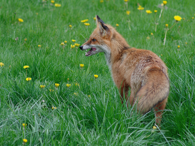 fox P1175772_DxO