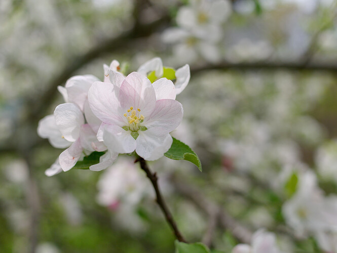 pear blossoms P1010210_DxO