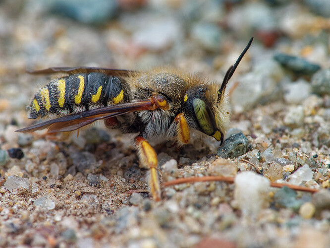 wool carder bee lake musconetcong P1304576_DxO