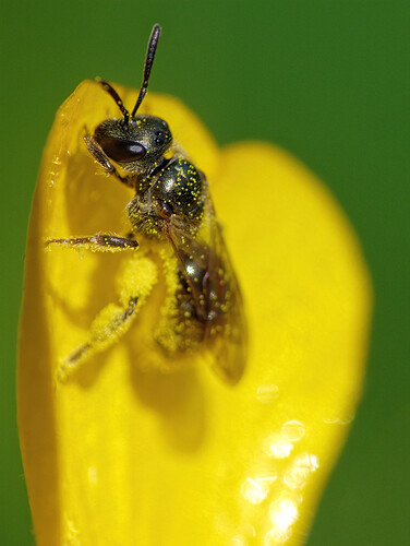 sweat bee buttercup P1213835_DxO