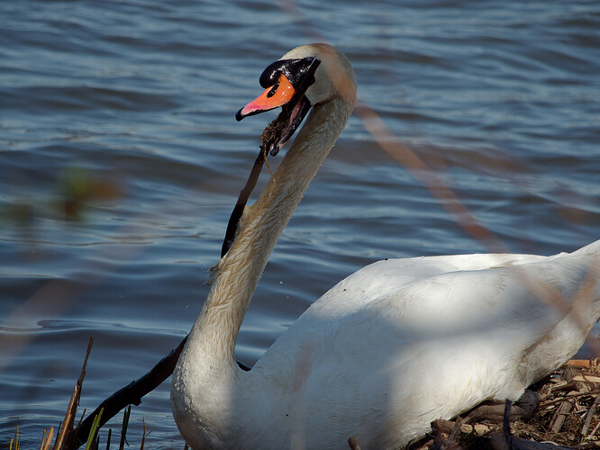swan lake musconetcong P1162580_DxO