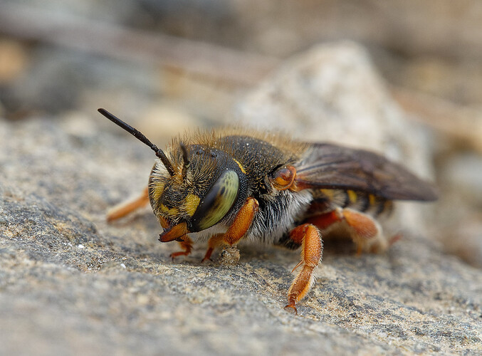 leafcutter bee P1256036_DxO