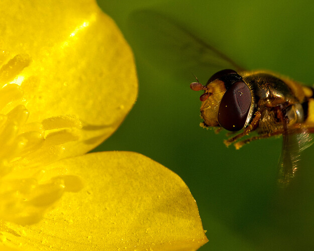 hoverfly buttercup P1225905_DxO_2