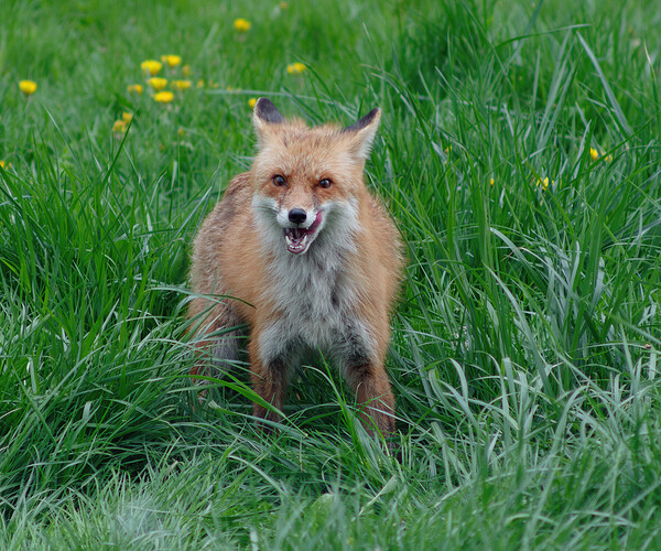 fox P1175509_DxO