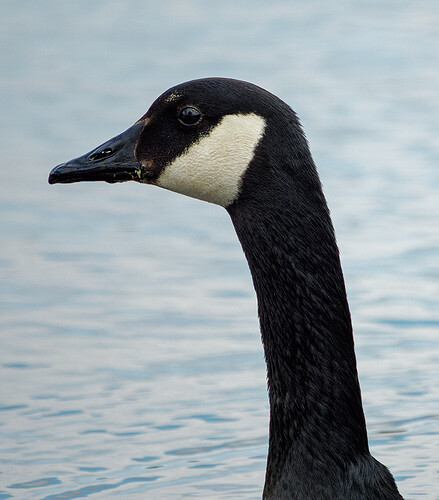 goose lake musconetcong P1176113_DxO