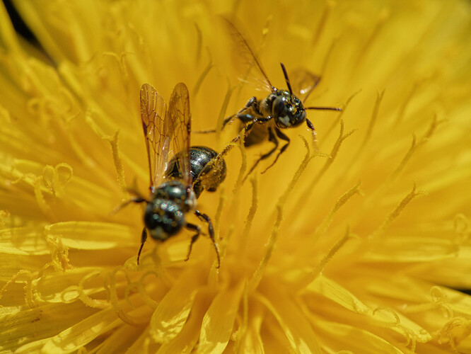 small carpenter bees P1210862_DxO