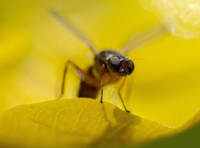 black scavenger fly buttercup P1227580_DxO