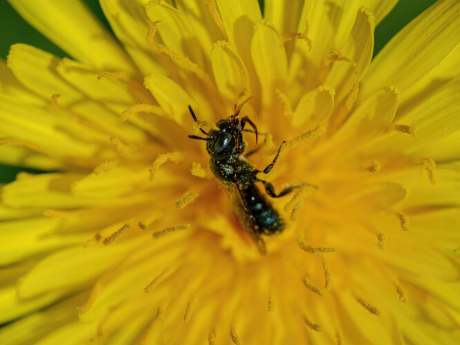 small carpenter bee dandelion P1210681_DxO