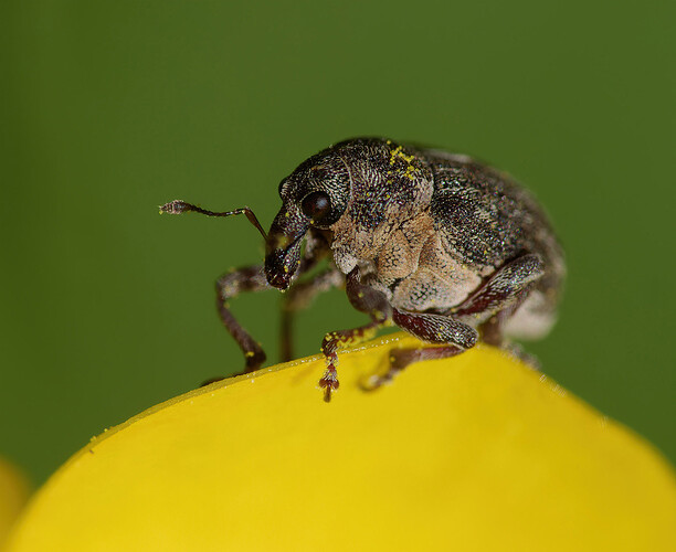 weevil buttercup P1230311_DxO