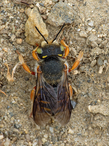 leafcutter bee P1256006_DxO