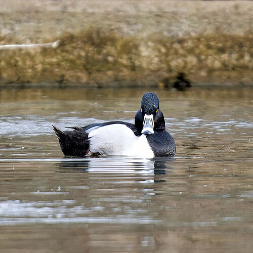 Ring-necked Ducks 04