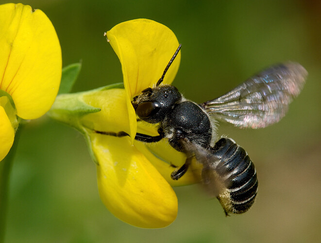 leafcutter bee lake musconetcong P1056016_DxO