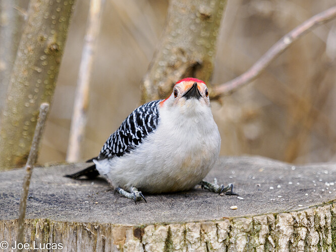 Red-bellied Woodpecker-4