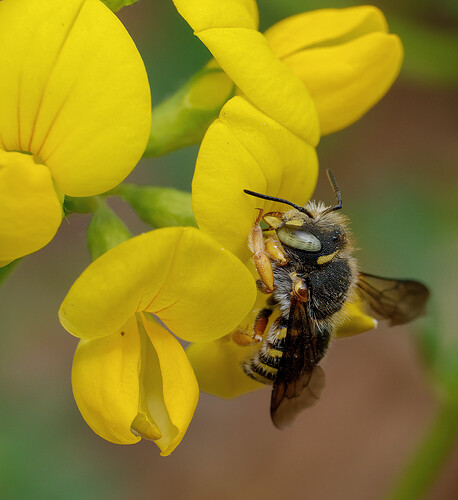 leafcutter bee lake musconetcong P1269385_DxO