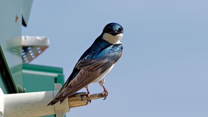 Tree Swallow 06