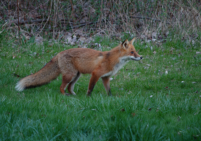 fox P1162036_DxO