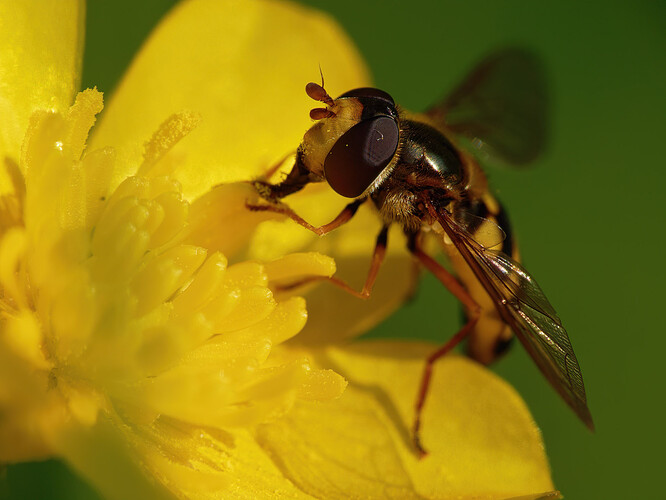 hoverfly buttercup P1225985_DxO