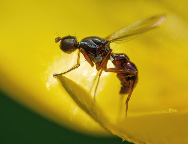 black scavenger fly buttercup P1227547_DxO