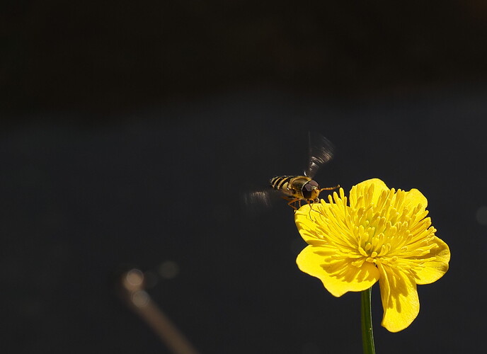 Hoverfly - Syrphus ribesii 230421 1