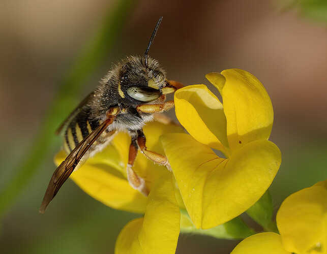 leafcutter bee lake musconetcong P1269431_DxO