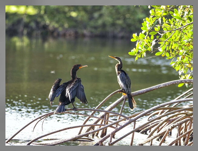 Cormorant and anhinga