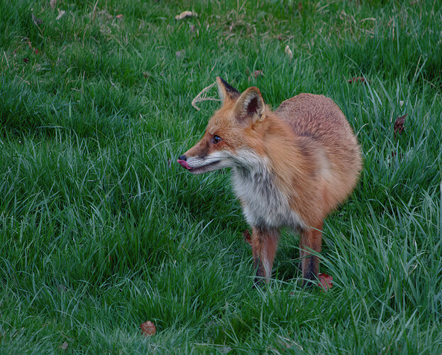 fox P1161967_DxO