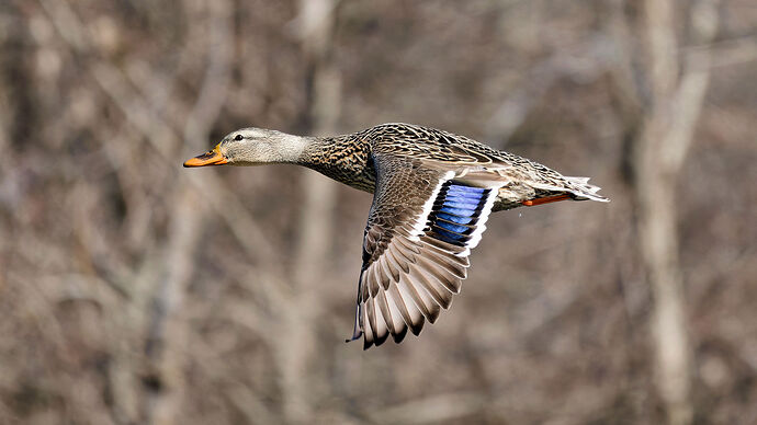 Mallard - Female 03