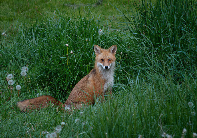 fox P1211884_DxO