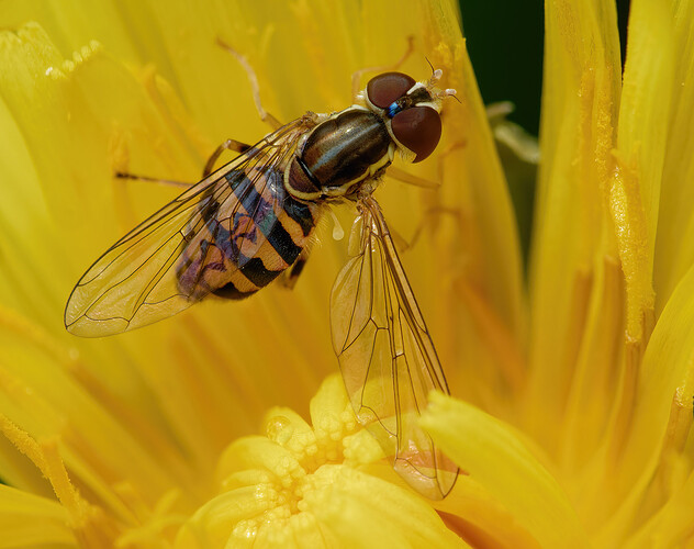 hoverfly P1209047_DxO