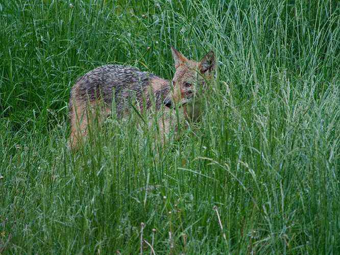 coyote P1224638_DxO