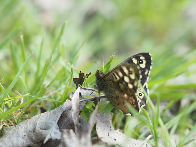 Butterfly - Pararge aegeria (Speckled Wood) 230420 1