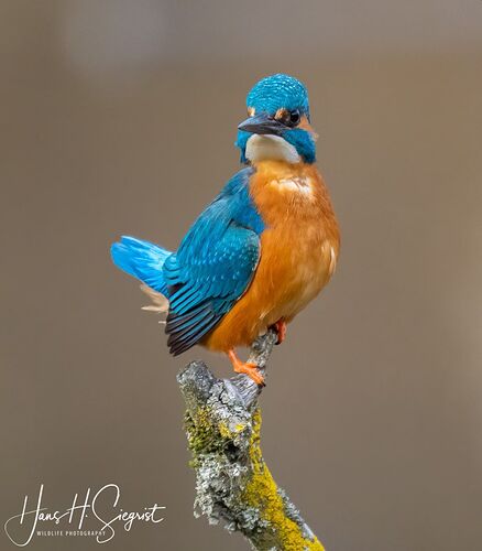 Kingfisher_frontal