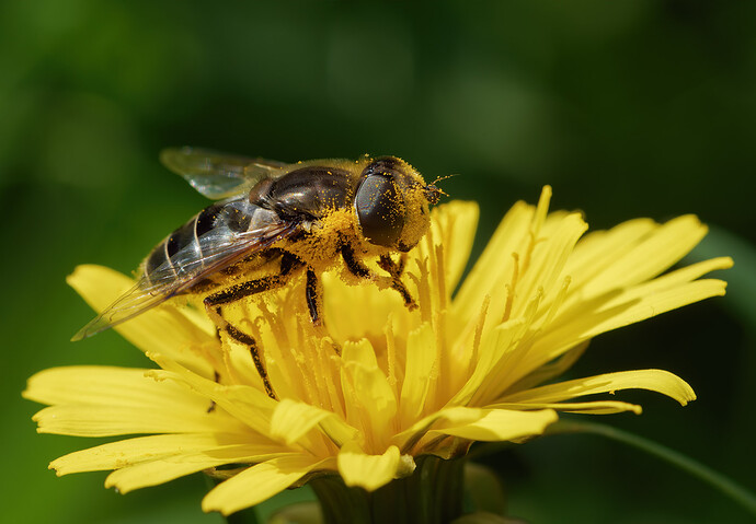 hoverfly P1209256_DxO