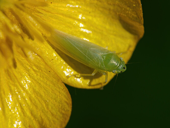 leafhopper buttercup P1228897_DxO