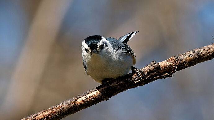 White-breasted Nuthatch (Sitta carolinensis) 05