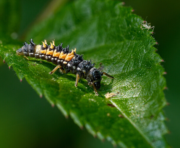 ladybug larva P1231531_DxO