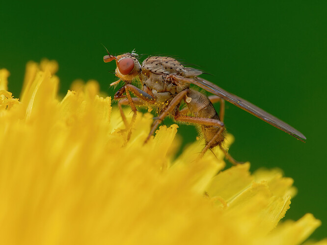 fly on dandelion P1209234_DxO