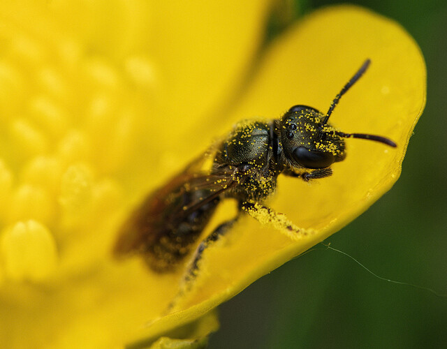 small carpenter bee P1212752_DxO